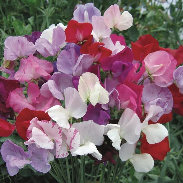 Taylor's Bulbs You're Blooming Lovely Terracotta Plant Pot - Image 4